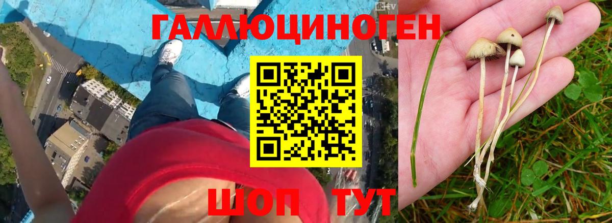 Дальнегорск  Галлюциногенные грибы MAGIC MUSHROOMS  Вход с VPN 